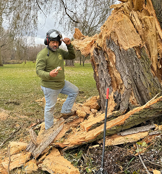 Tree with fungus caused it to fall in Howards Grove