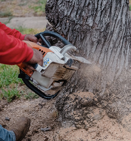 Large Tree Removal Service