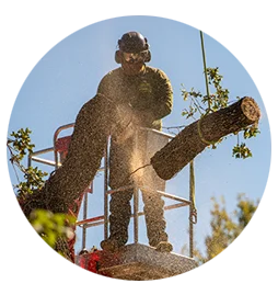 Residential Tree Trimming