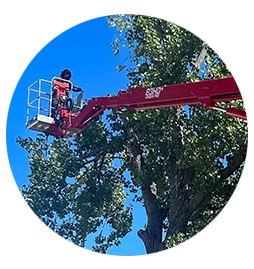 Commercial Tree Trimming