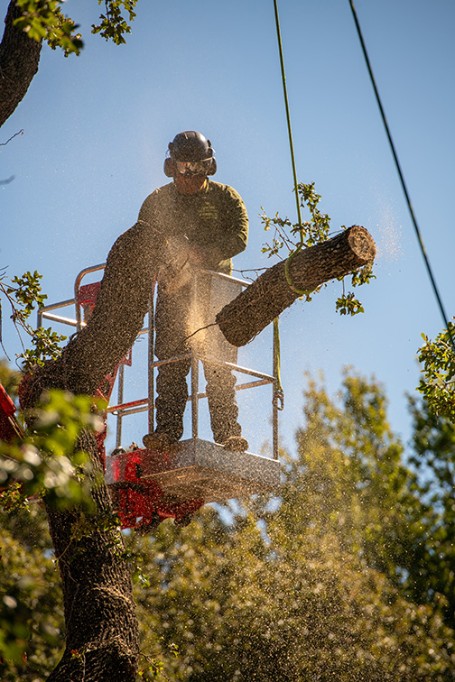 Residential Tree Removal
