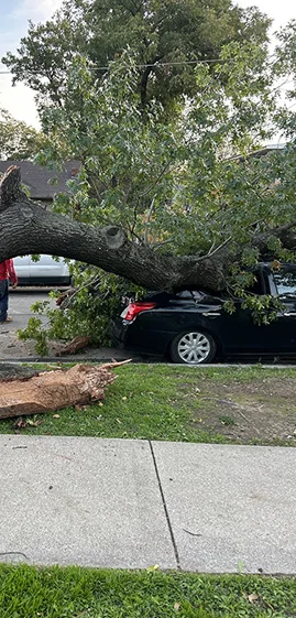 Emergency Tree Removal - 24 Hour