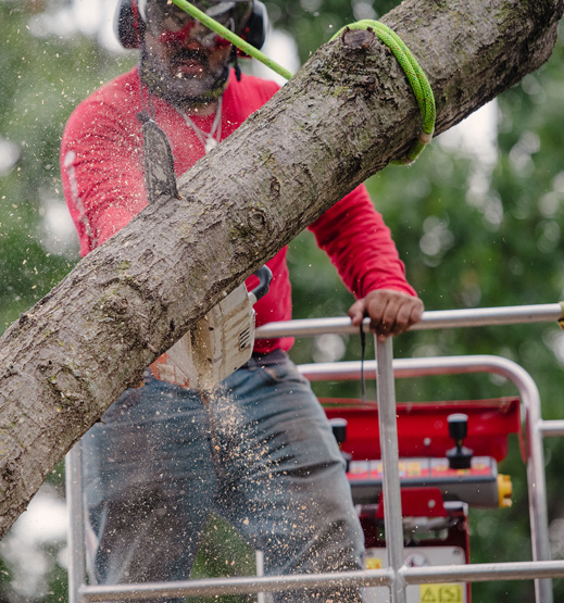 Tree Service - Sheboygan Falls, Wisconsin