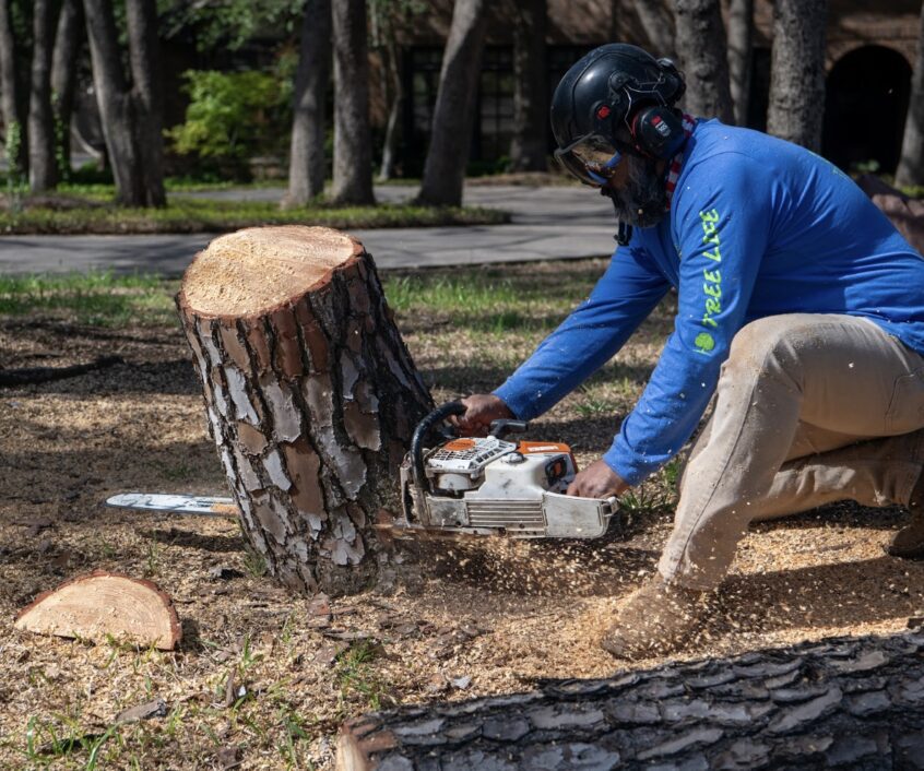 Pine tree removal. Cutting the tree close to the ground for stump grinding ease.