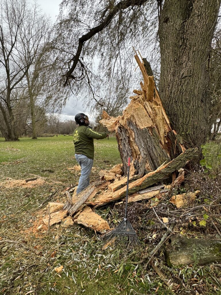 Large tree that fell in a wind storm