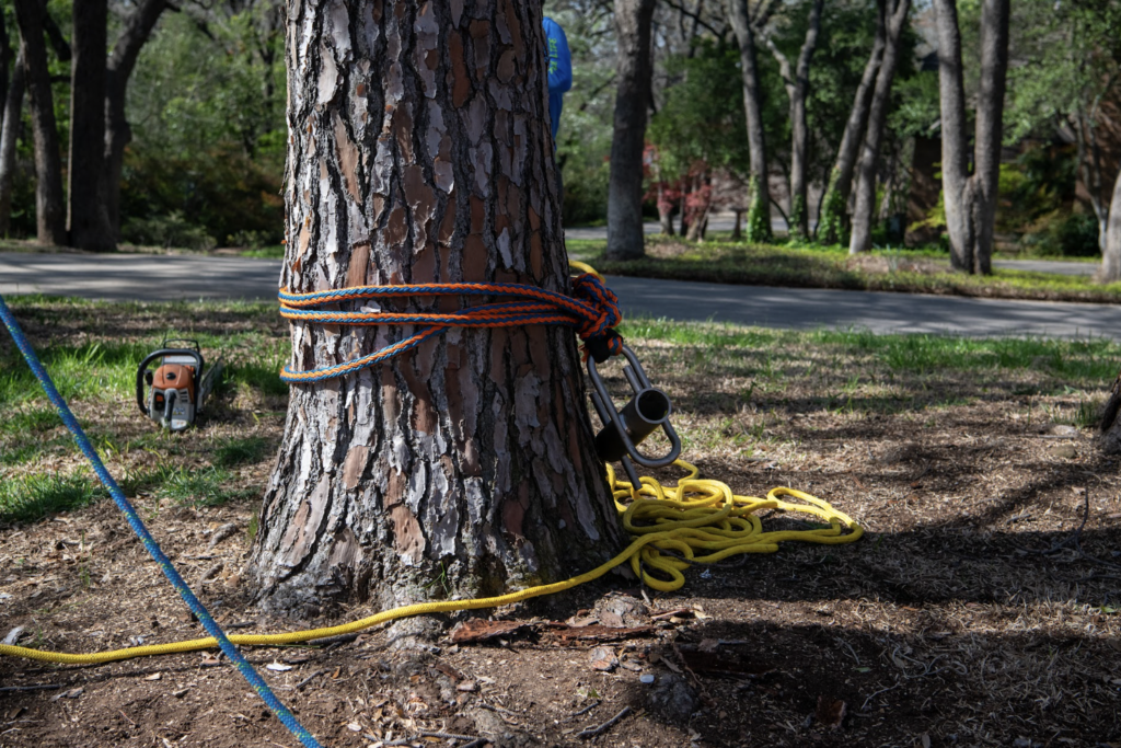 Large Pine tree that needs proper care