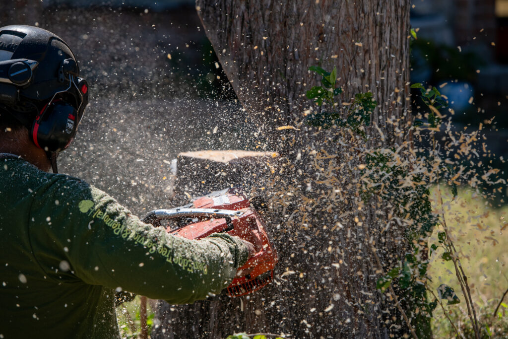 Tree removal of a tree trunk.  Tree service professionals us PPE and have the right tools to do the job right!