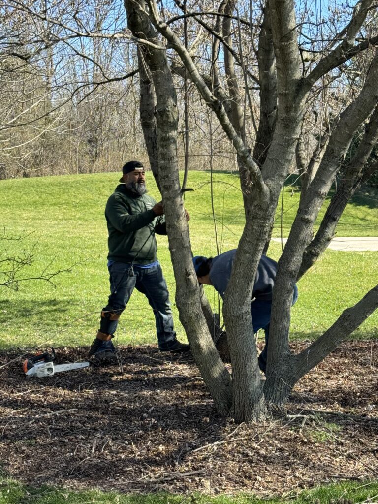 Tree pruning for grass growth