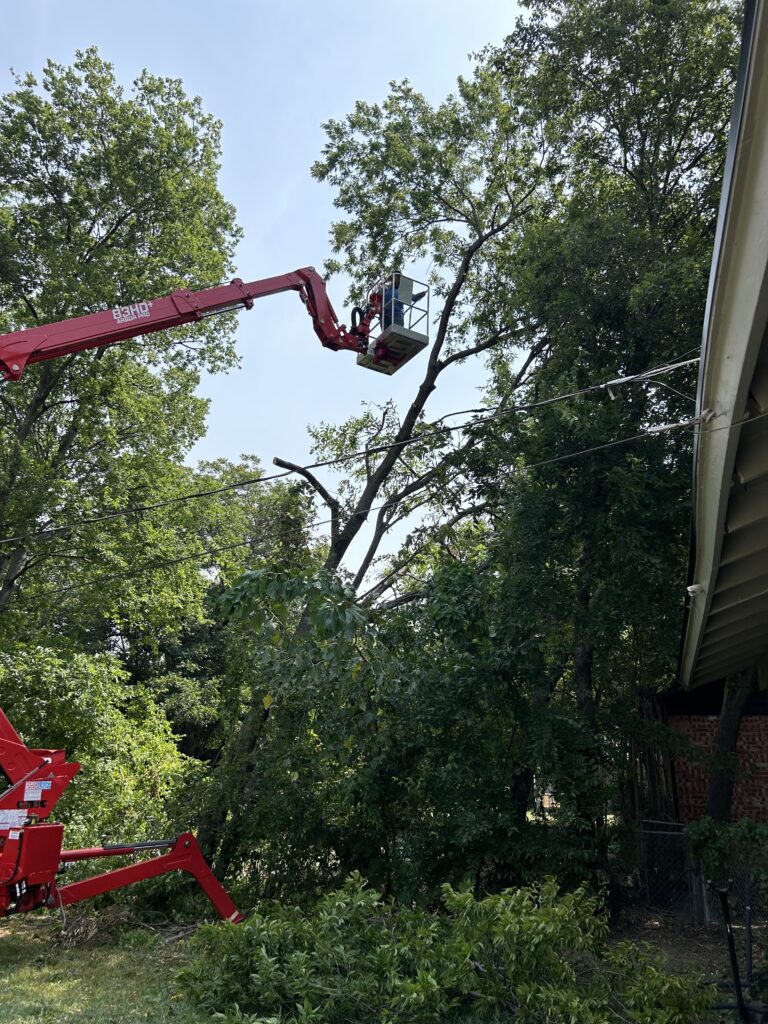 Tree trimming and fence clearing for aesthetics