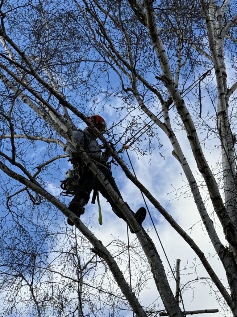 Trimming a Birch tree to clear away from the roof line