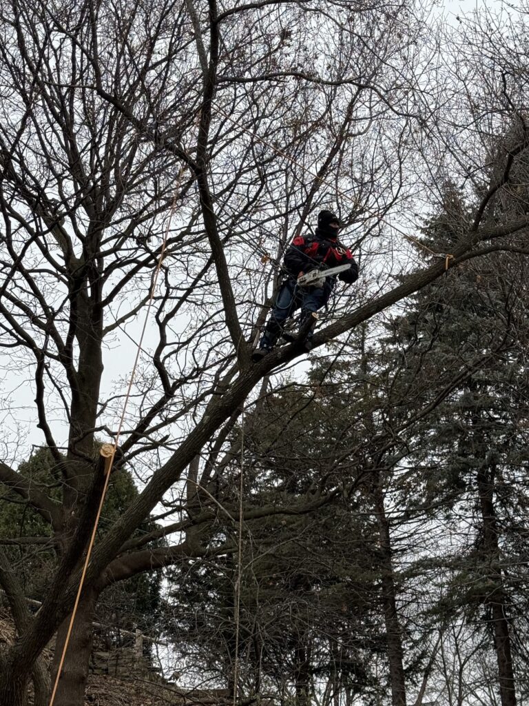 Pruning a tree in Plymouth. Tree pruning for health and longevity.